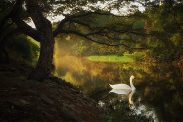 swan